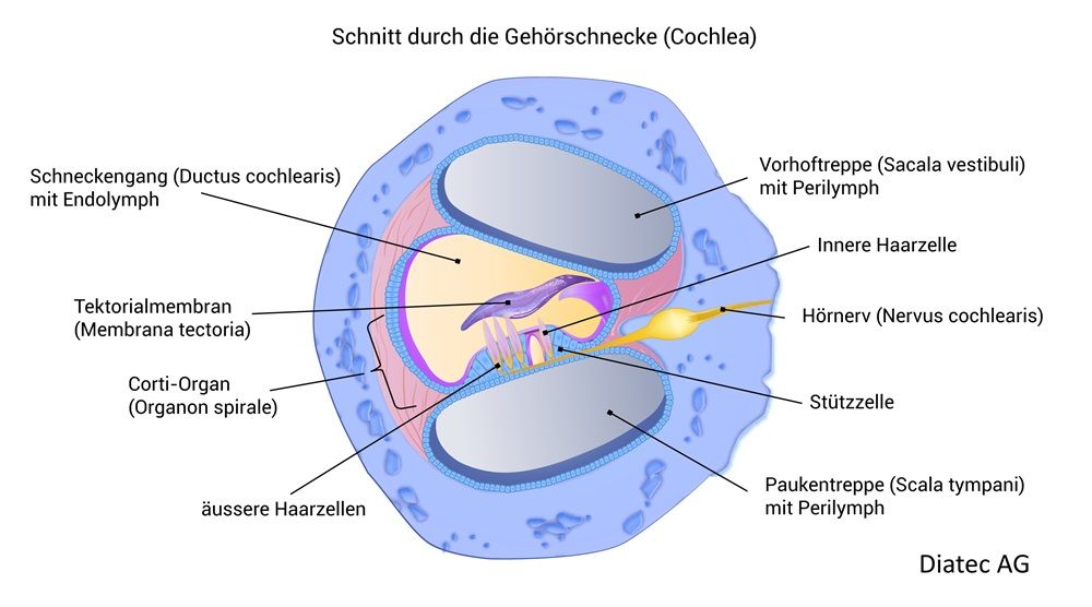 cochlea_schnitt_kurz_de.jpg