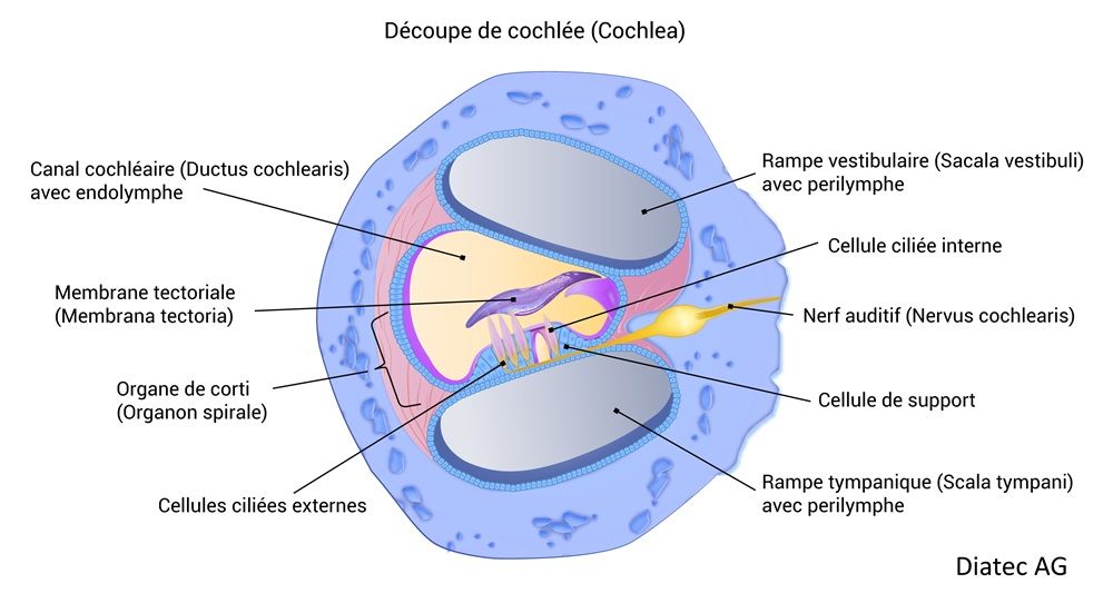 cochlee_coupure_fr