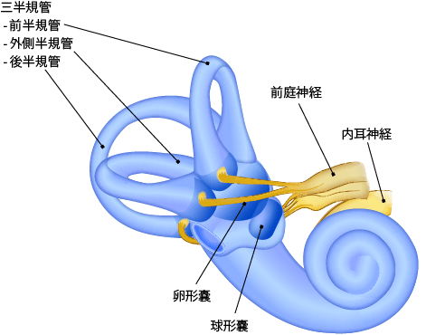 dizziness-and-balance-vhit_1 (2).png