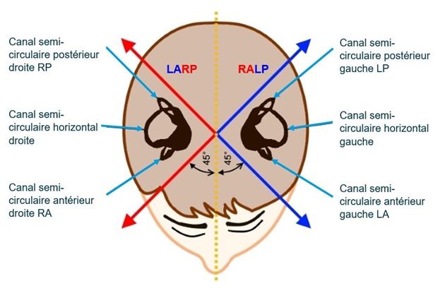 eyeseecam_canaux_semicirculaires