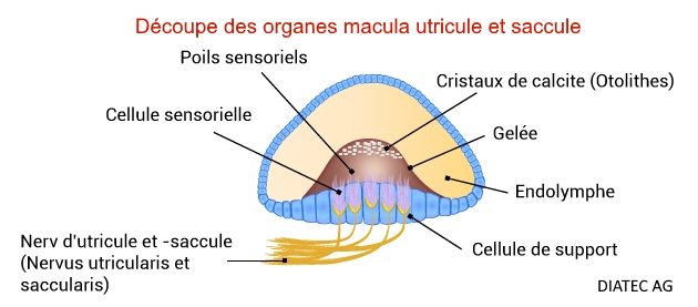 macula_coupure_rot_kurz_fr.jpg