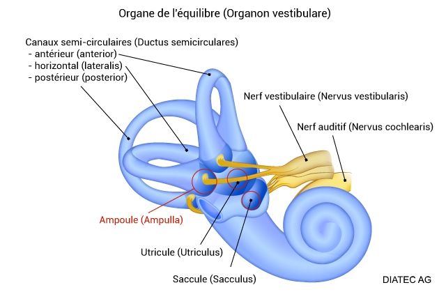 organedelequilibre_ampoule_fr.jpg