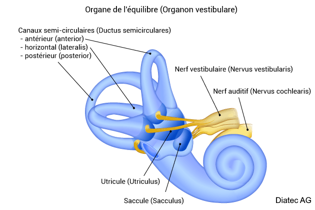 organedelequilibre_fr