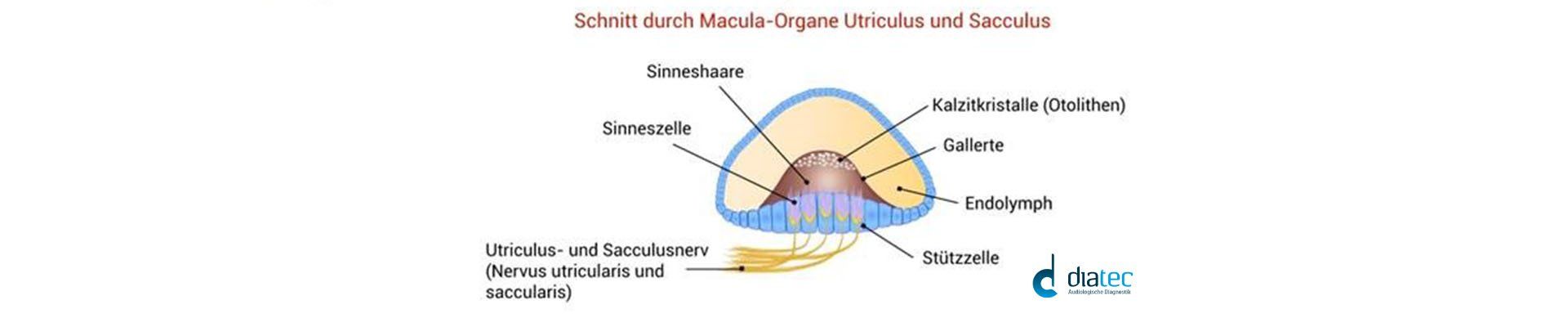 marcula-organe-schwindel-wissen